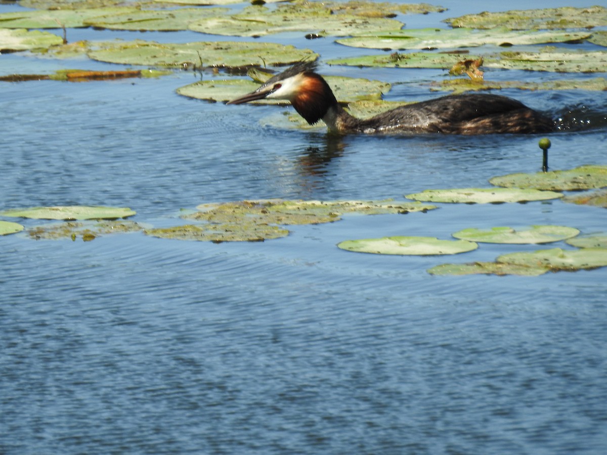 Great Crested Grebe - ML638394981