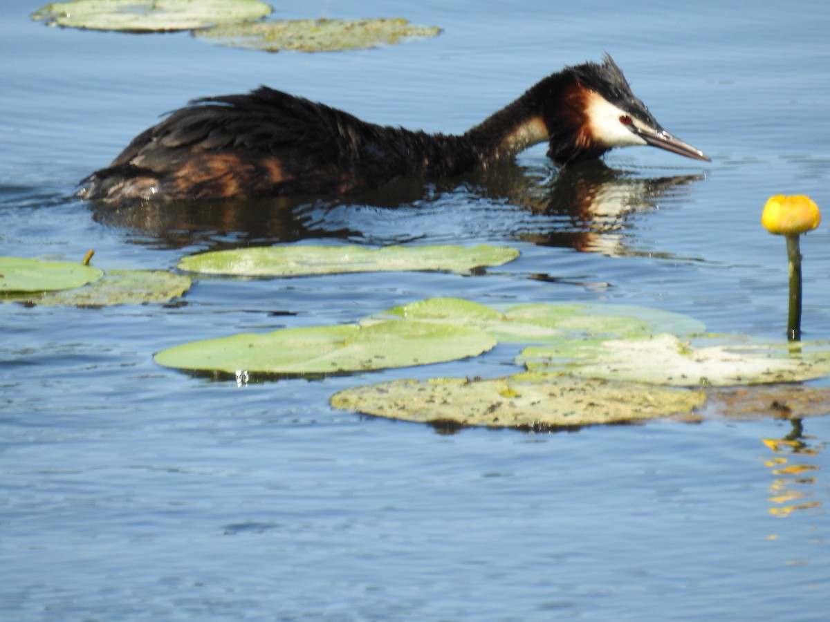 Great Crested Grebe - ML638394982