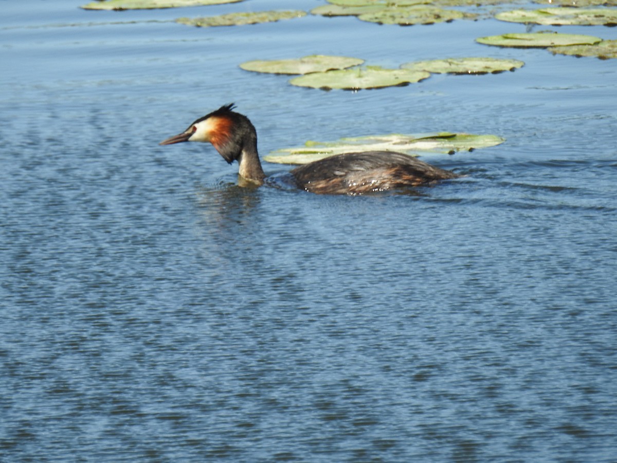 Great Crested Grebe - ML638394983