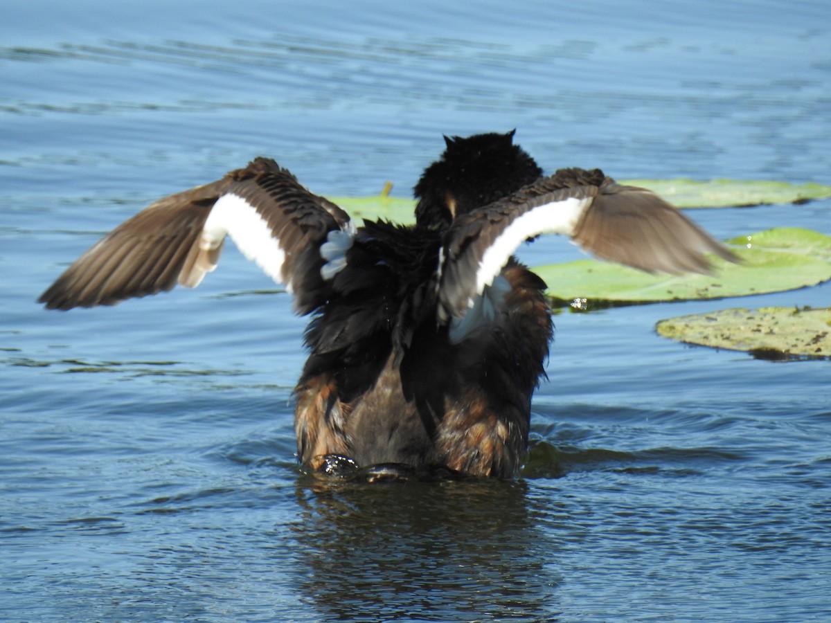 Great Crested Grebe - ML638394984