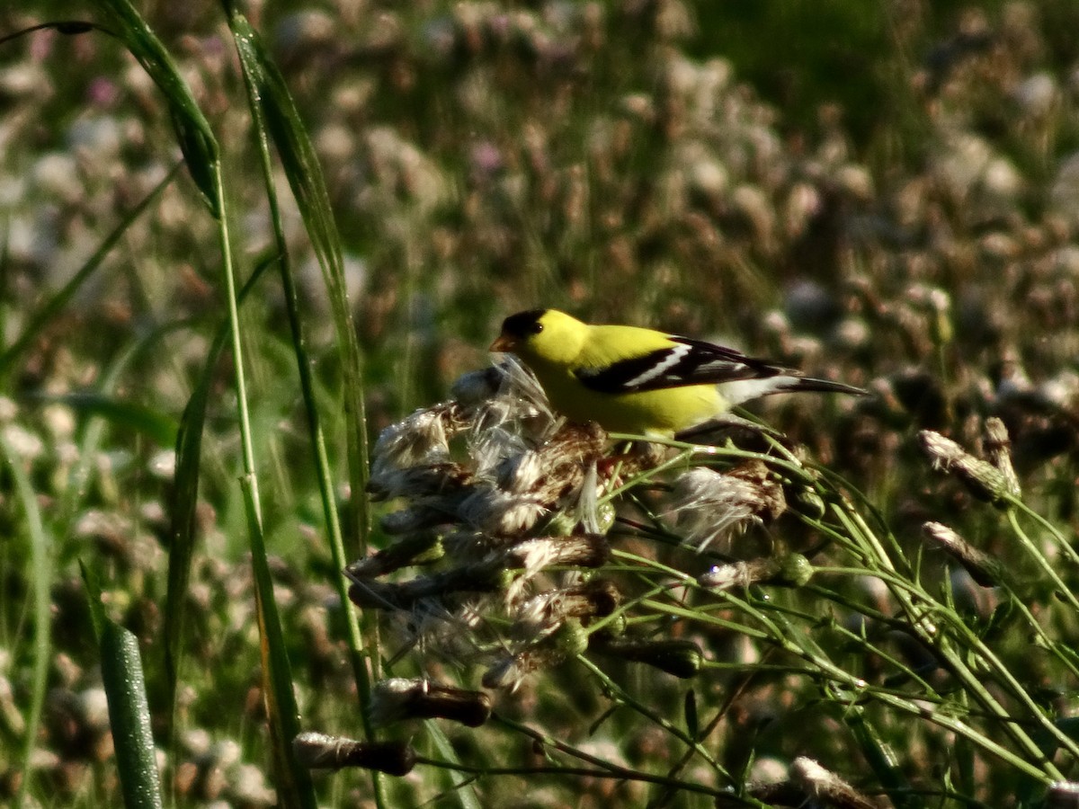 American Goldfinch - ML638394987