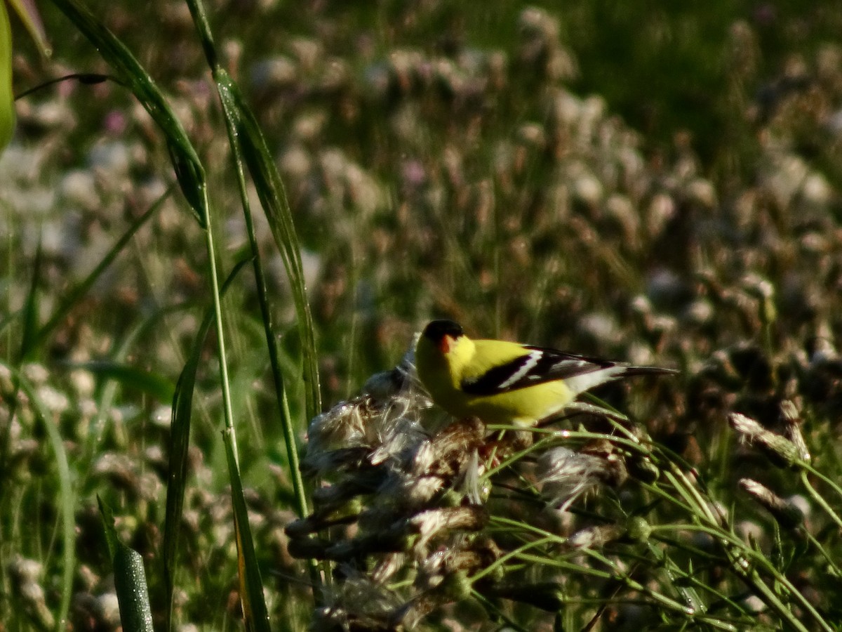 American Goldfinch - ML638394988