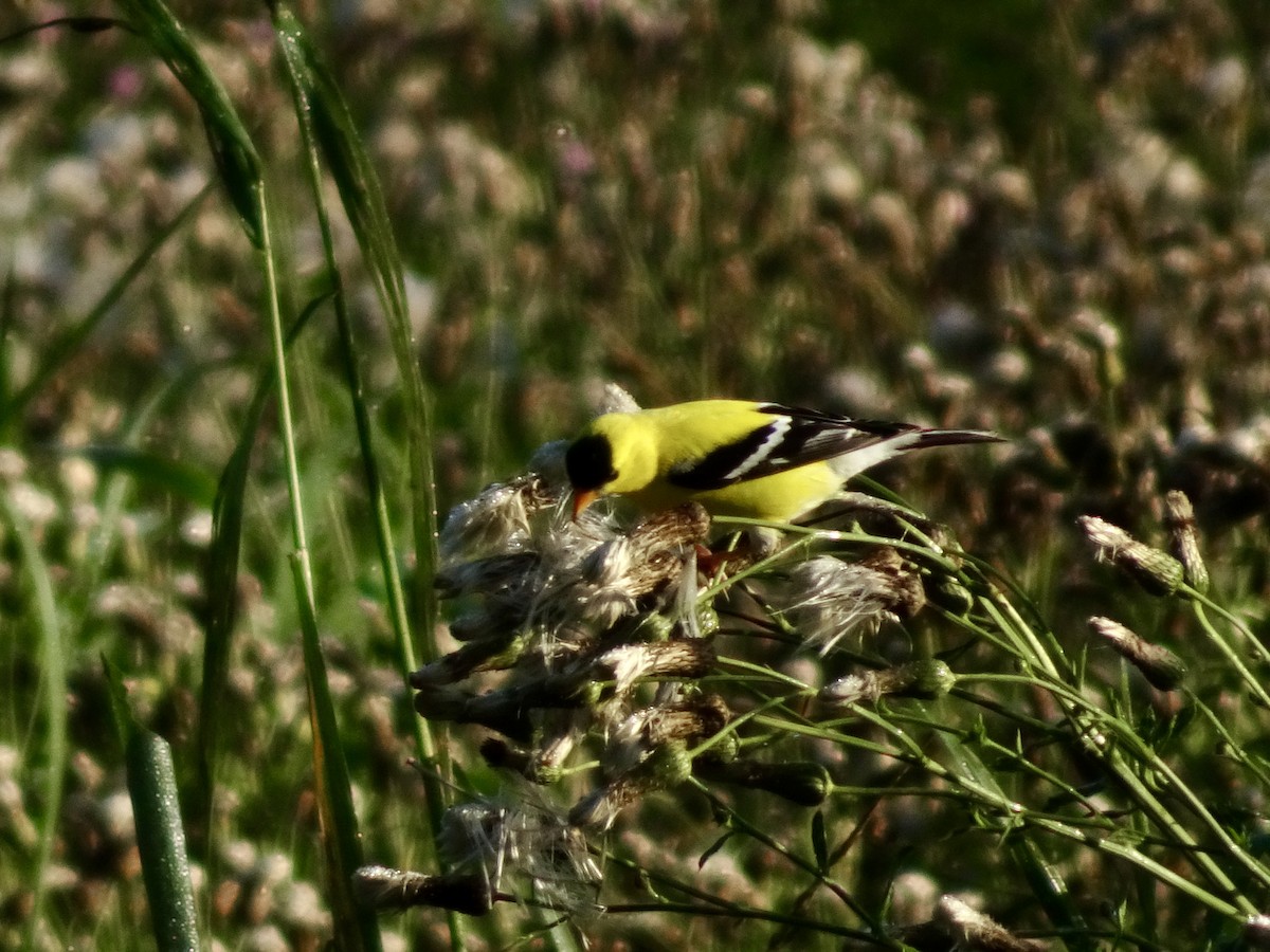 American Goldfinch - ML638394989