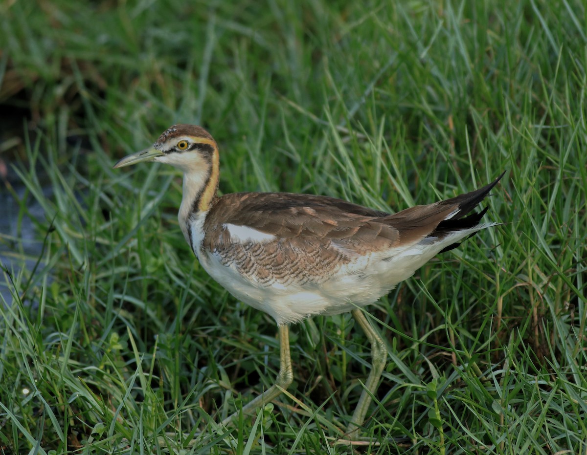 Pheasant-tailed Jacana - ML638395007