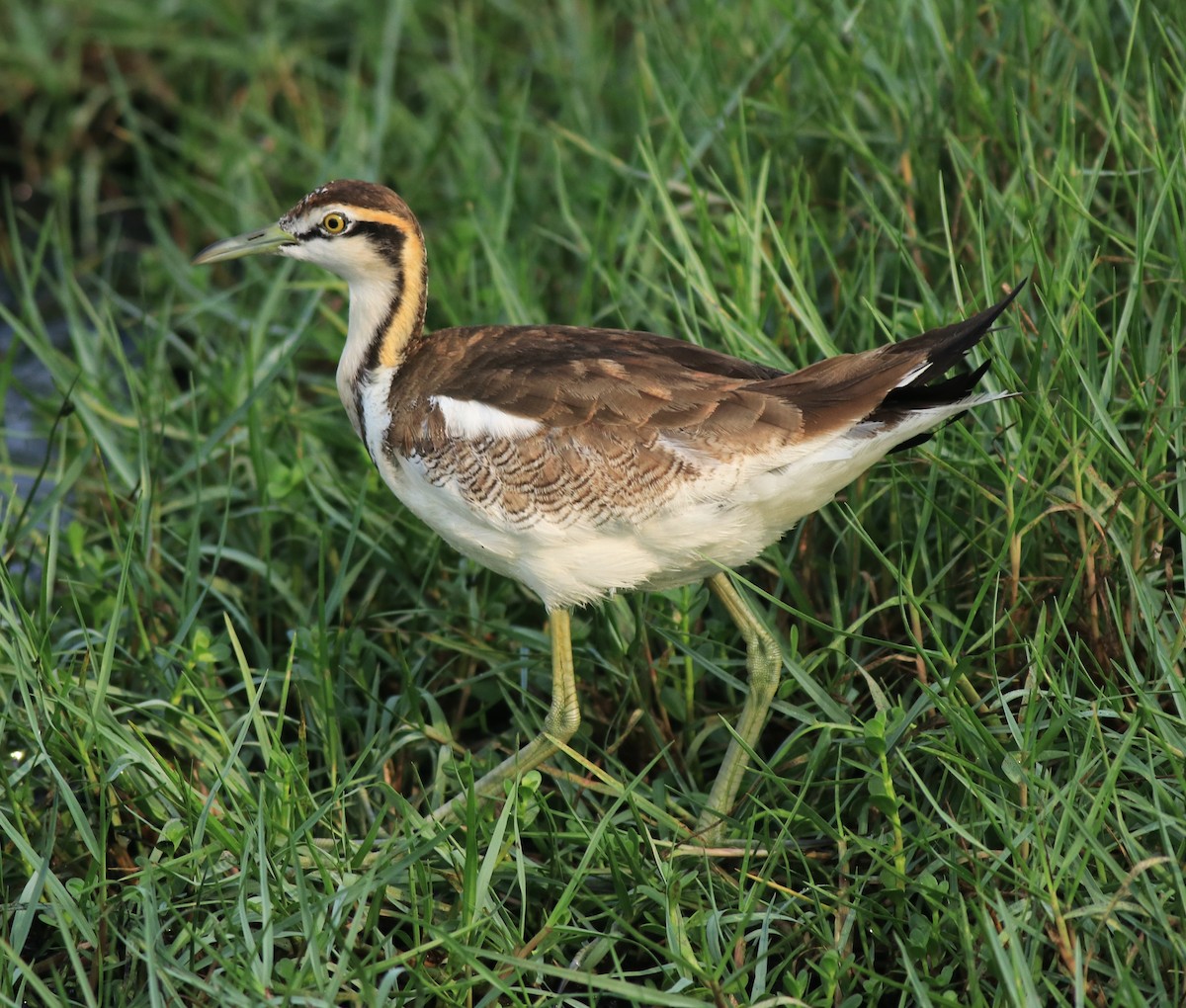 Pheasant-tailed Jacana - ML638395008