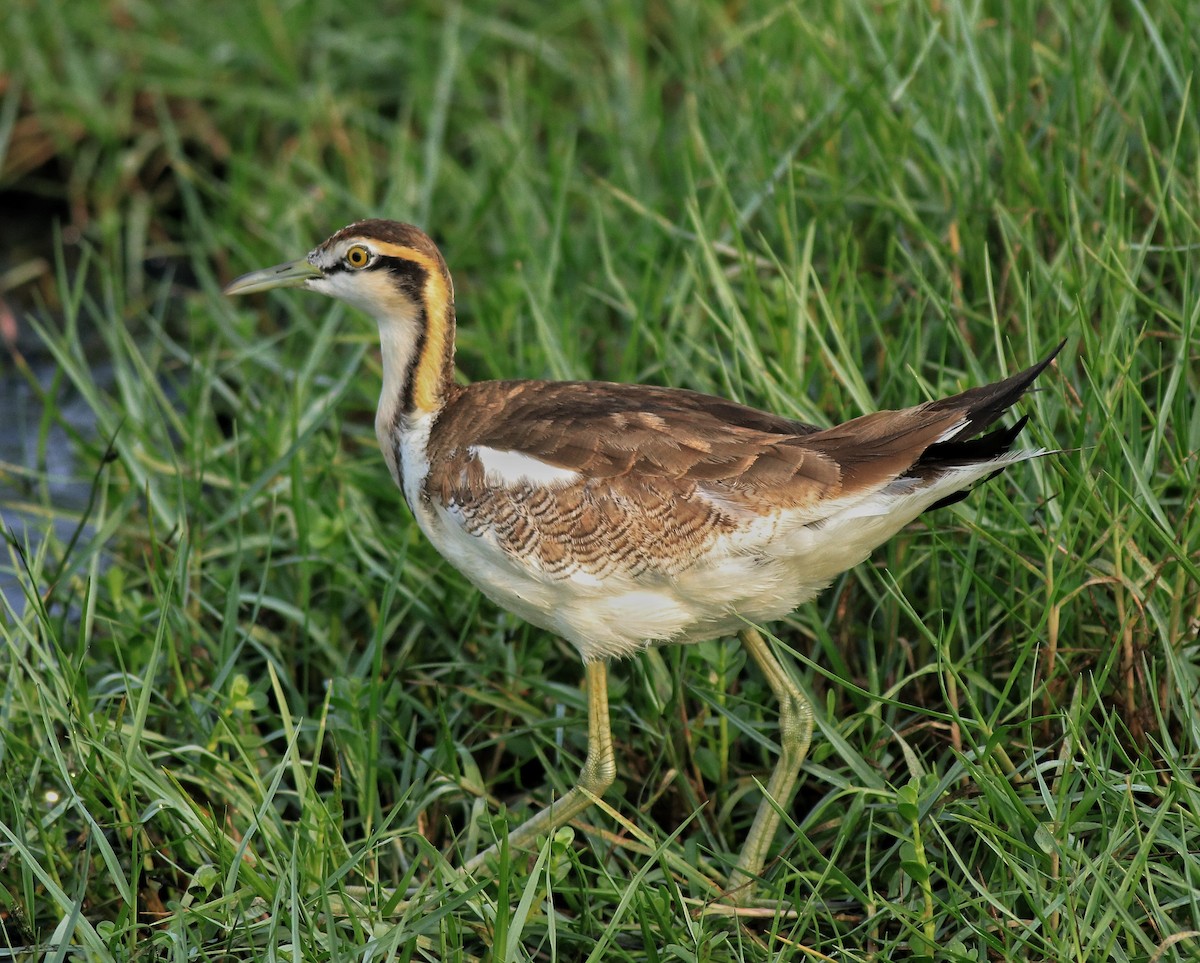 Pheasant-tailed Jacana - ML638395009
