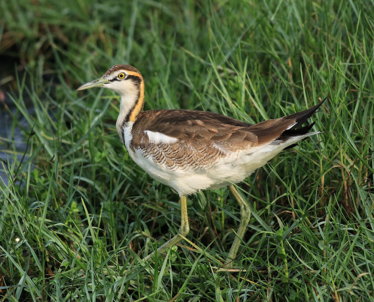 Pheasant-tailed Jacana - ML638395012