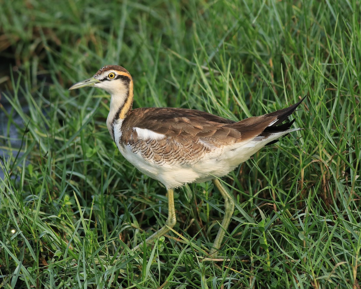 Pheasant-tailed Jacana - ML638395013