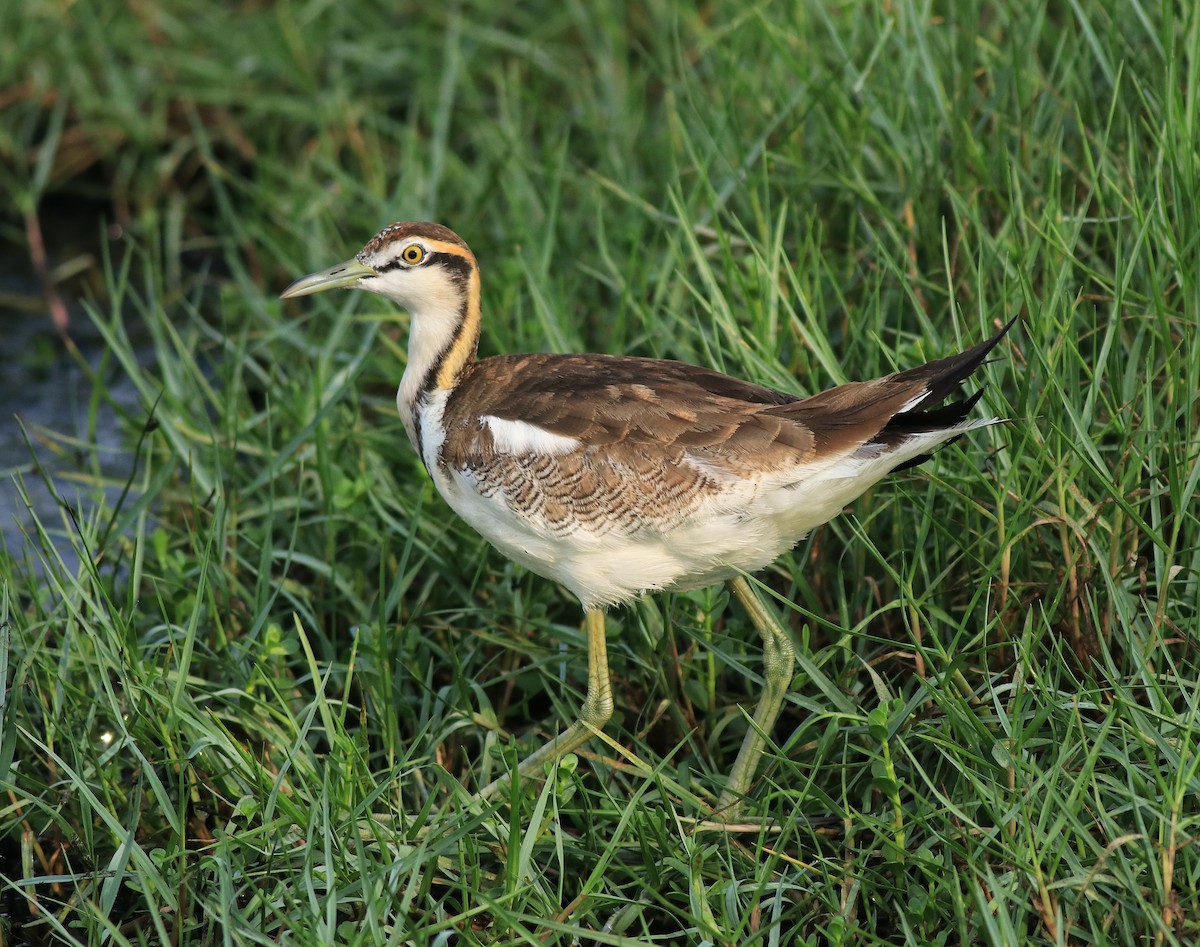 Pheasant-tailed Jacana - ML638395014