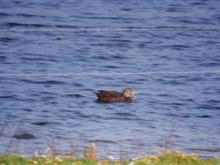 American Black Duck - ML638395017