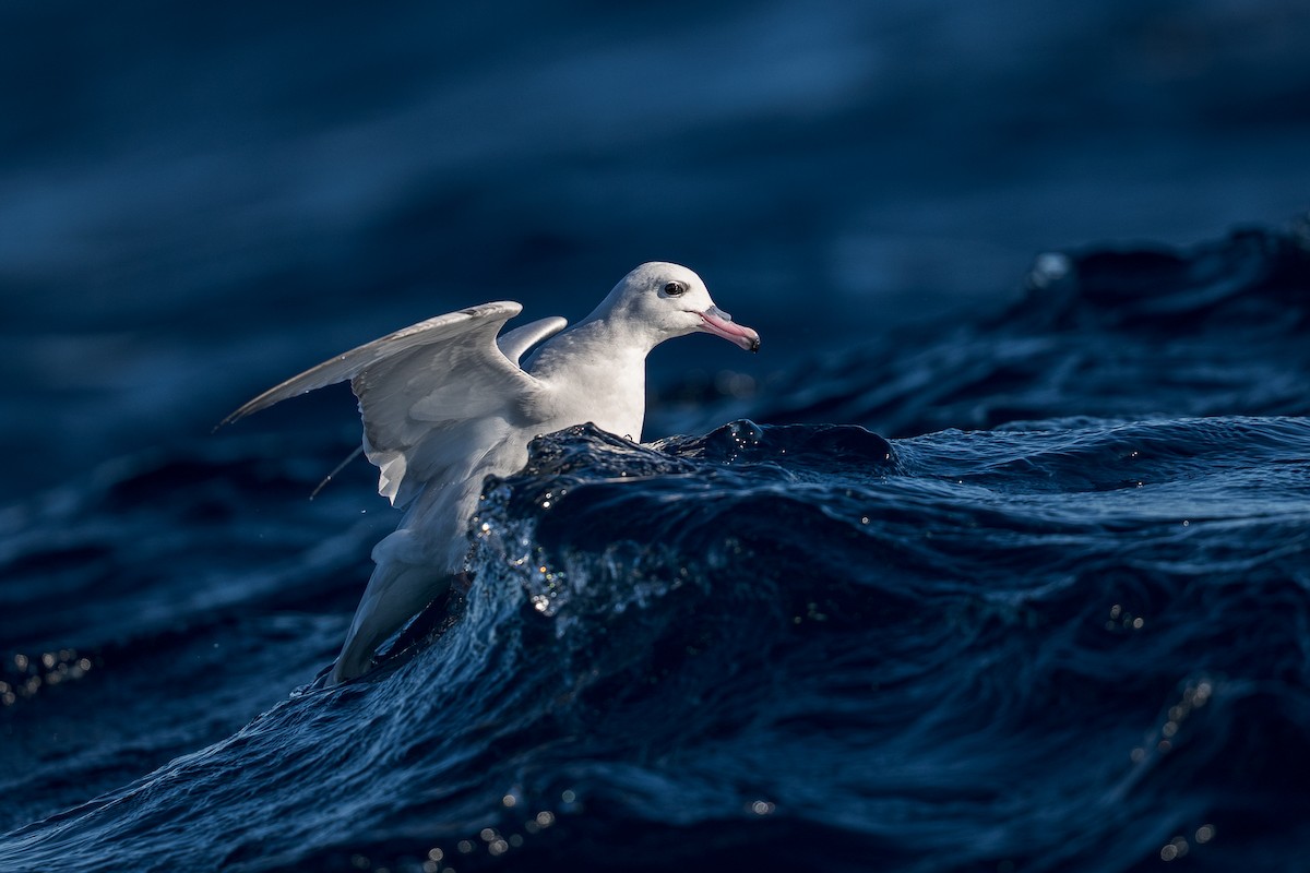 Southern Fulmar - ML638395021
