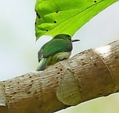 Puerto Rican Tody - ML638395023