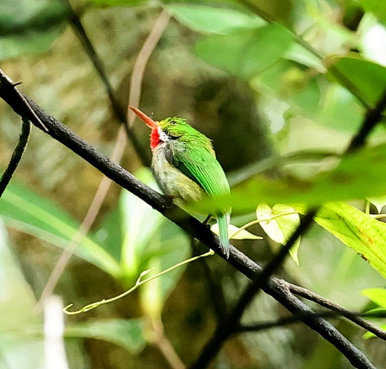 Puerto Rican Tody - ML638395024