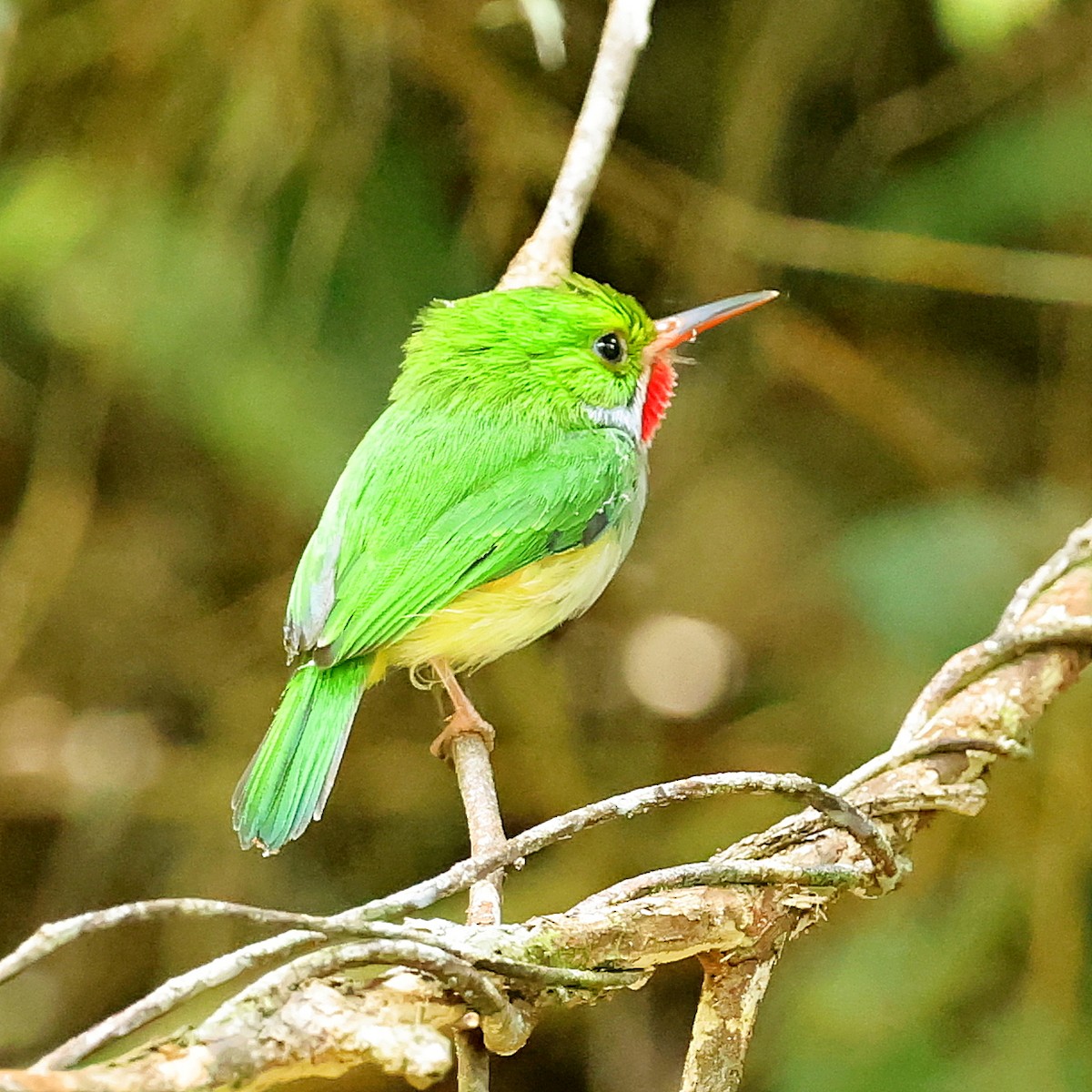 Puerto Rican Tody - ML638395025