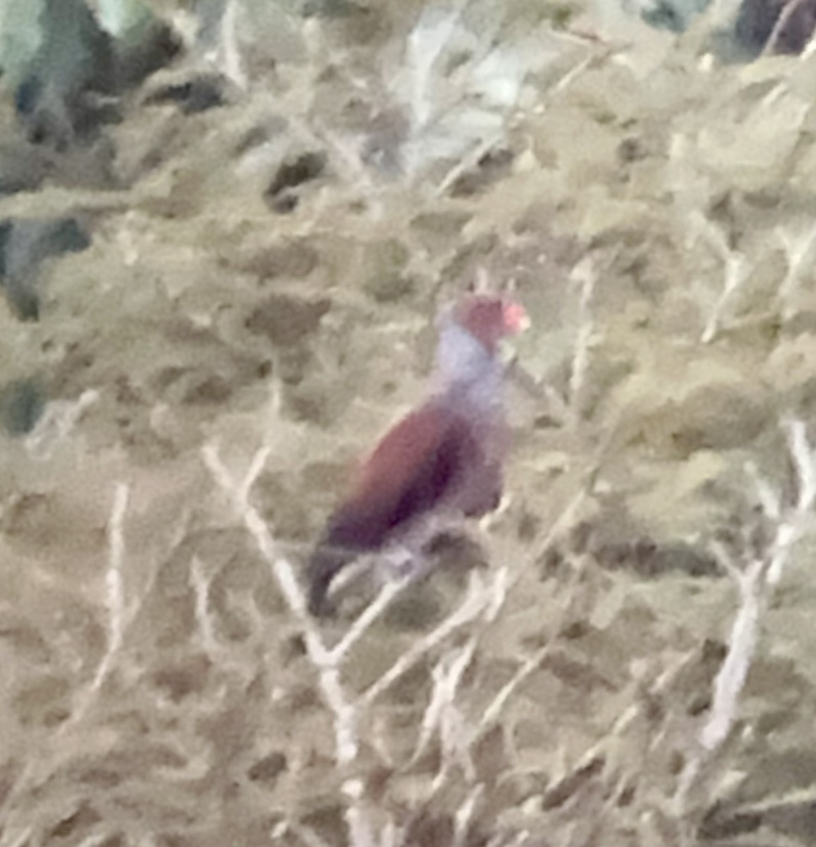 Scaled Pigeon - ML638395027