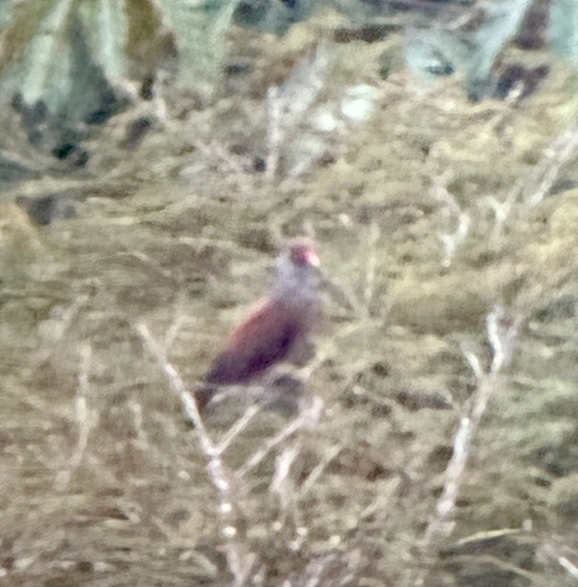 Scaled Pigeon - ML638395028