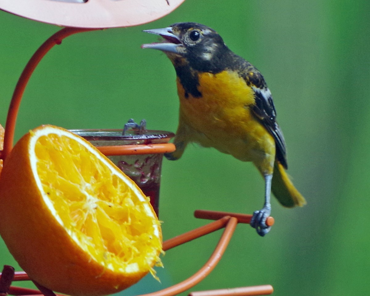 Baltimore Oriole - ML638395029
