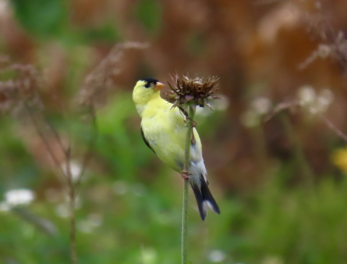 American Goldfinch - ML638395032