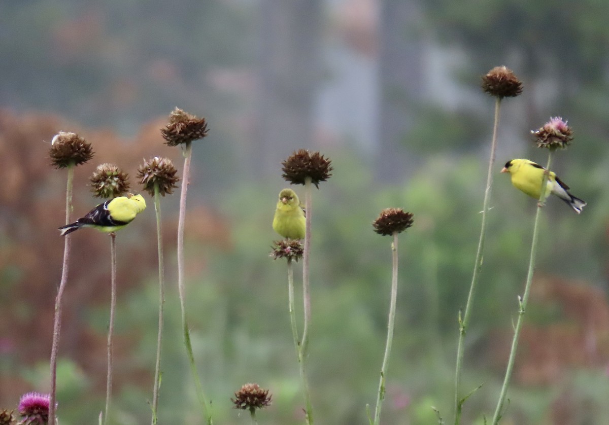 American Goldfinch - ML638395033
