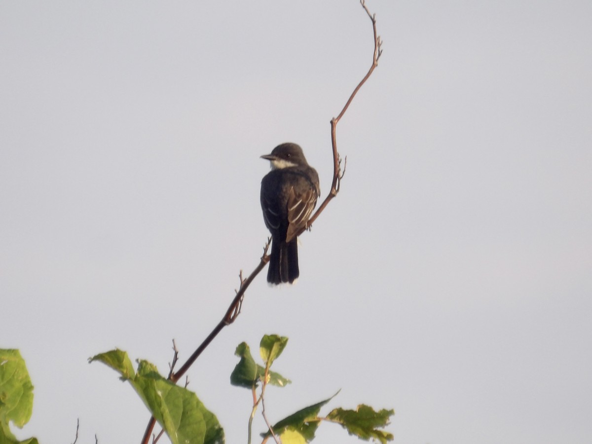 Schieferrücken-Königstyrann - ML638395051