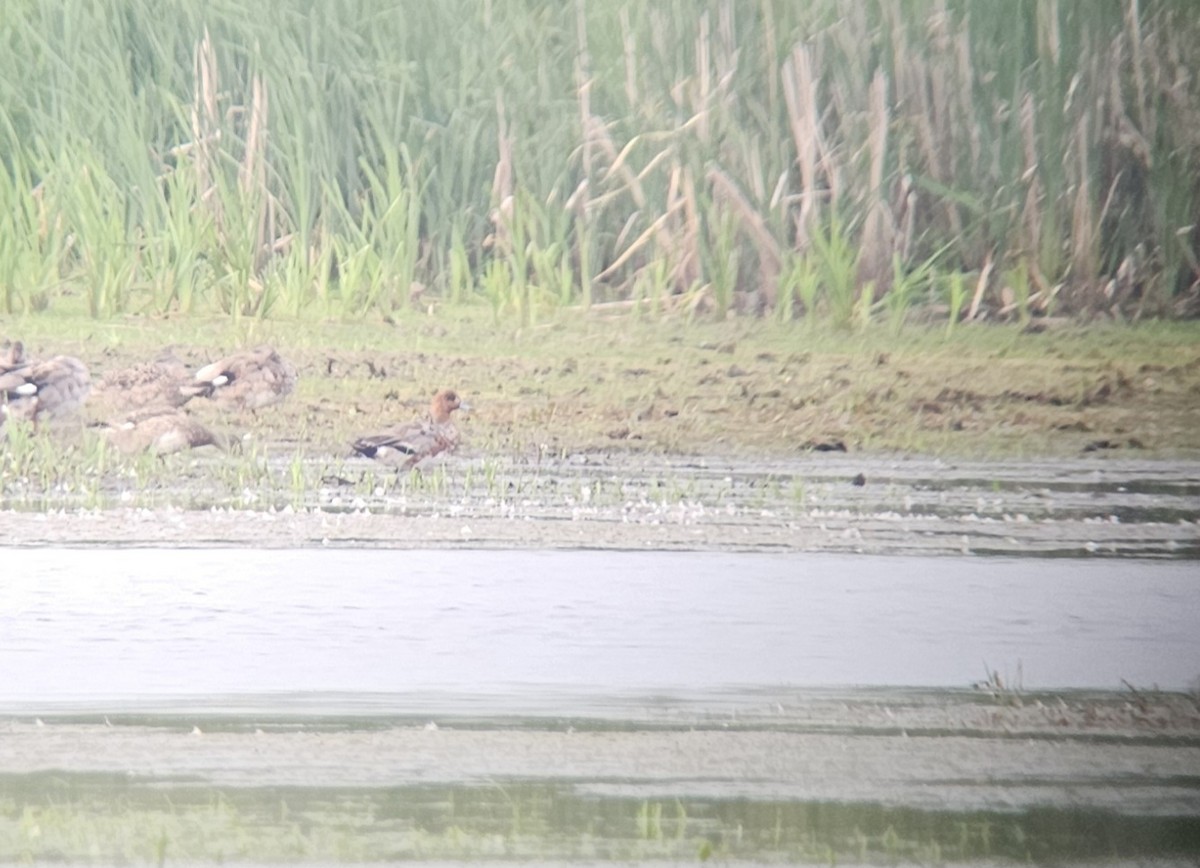 Eurasian Wigeon - ML638395062