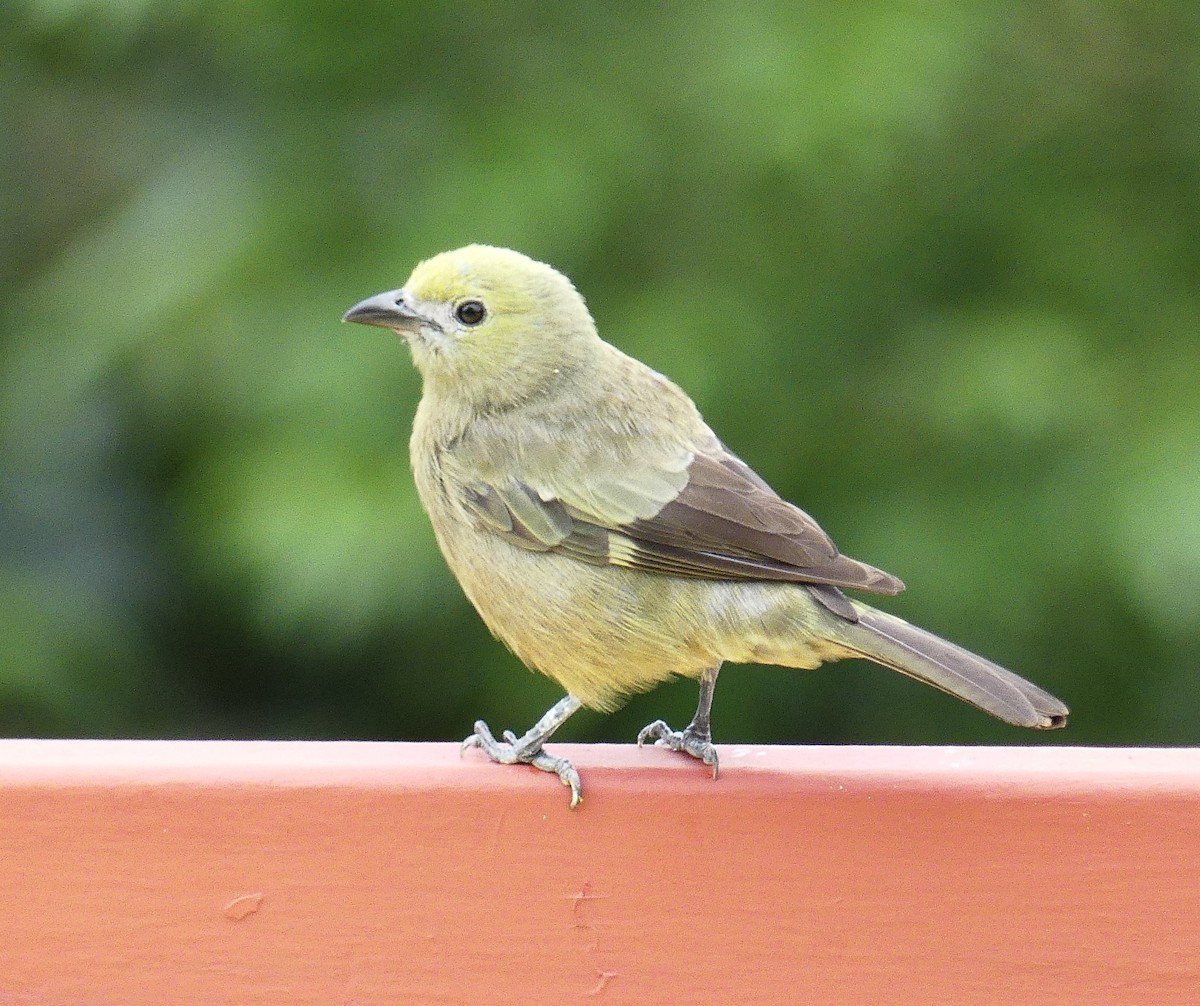 ヤシフウキンチョウ - ML638395085