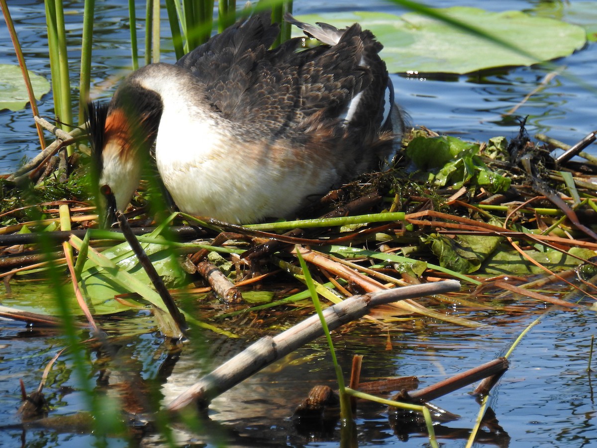 Great Crested Grebe - ML638395093