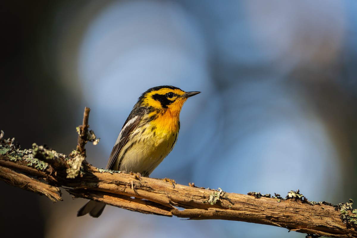 Blackburnian Warbler - ML638395096