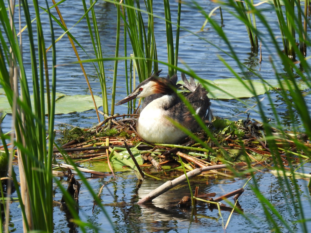 Great Crested Grebe - ML638395102