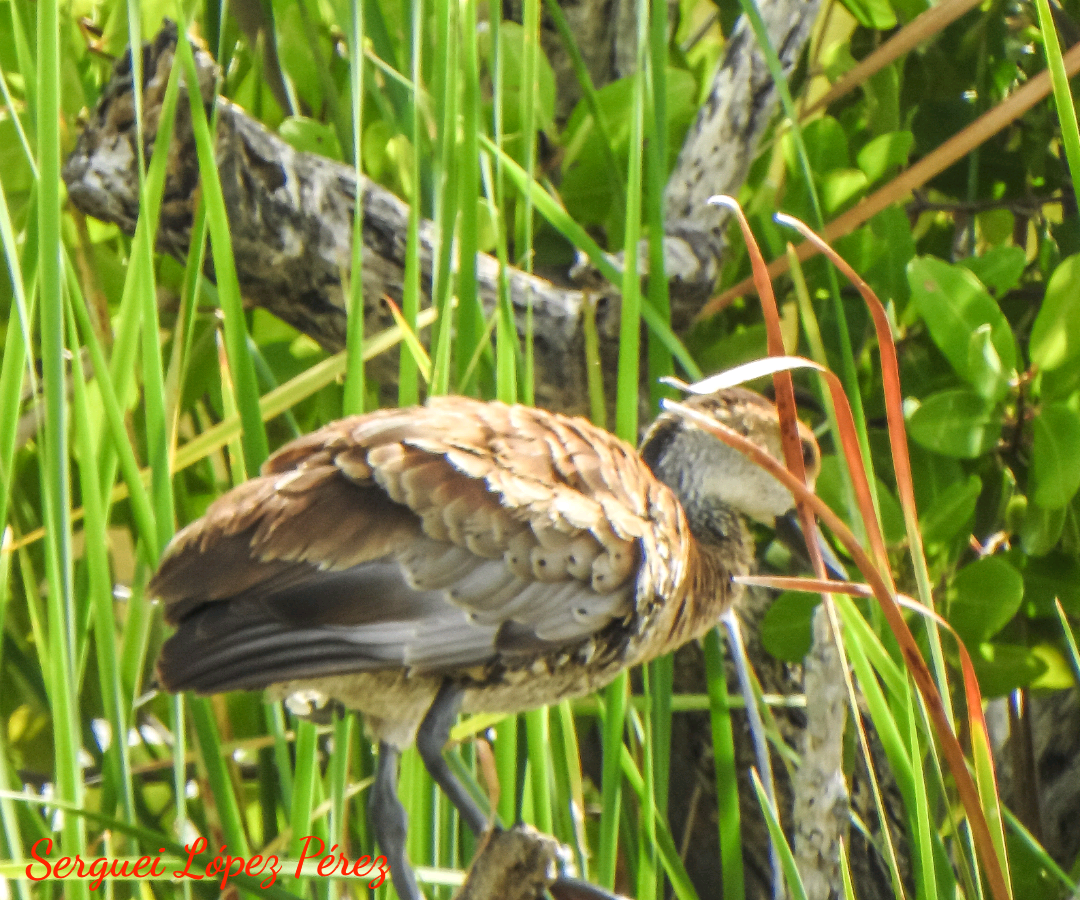 West Indian Whistling-Duck - ML638395130
