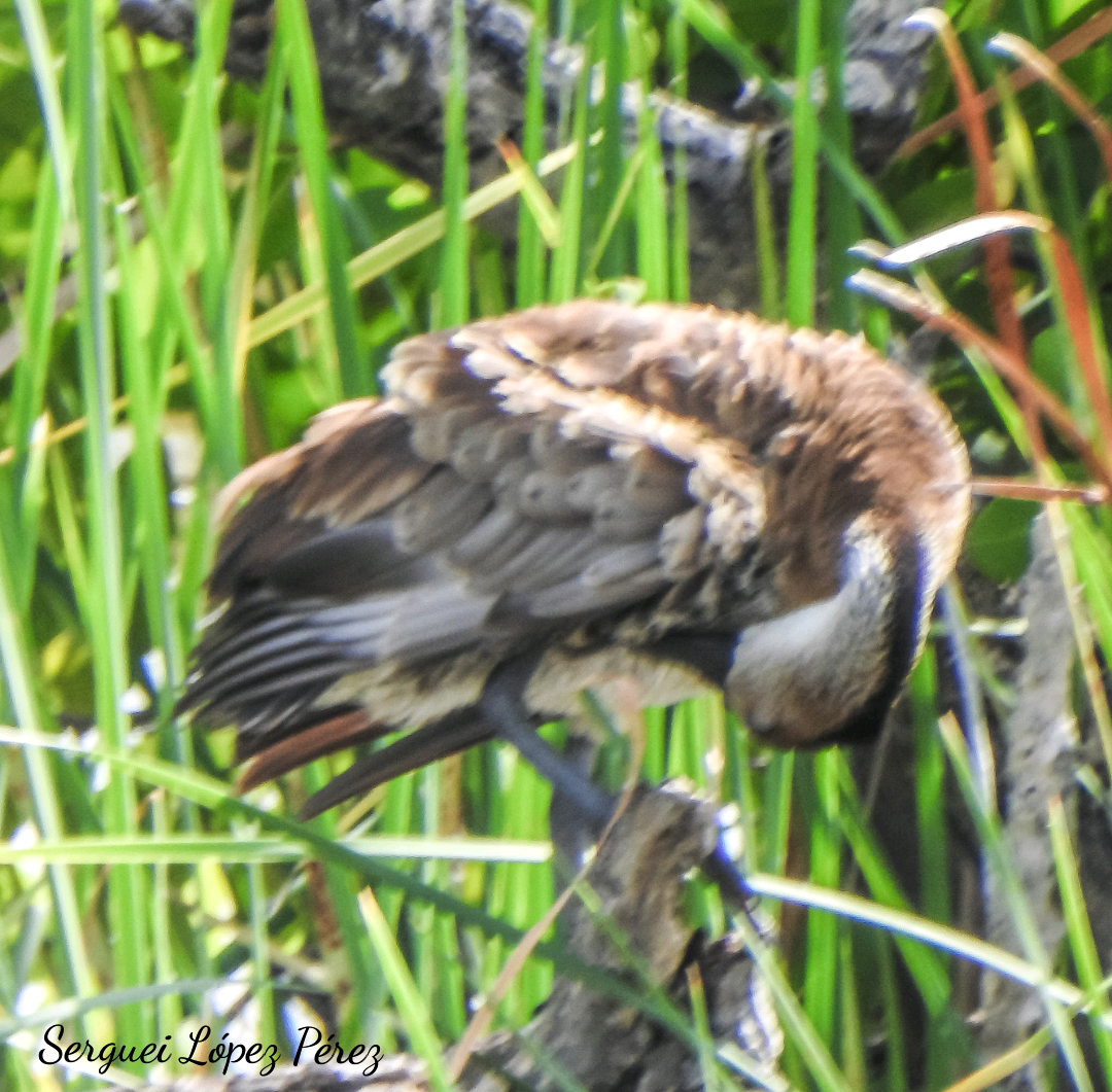 West Indian Whistling-Duck - ML638395131