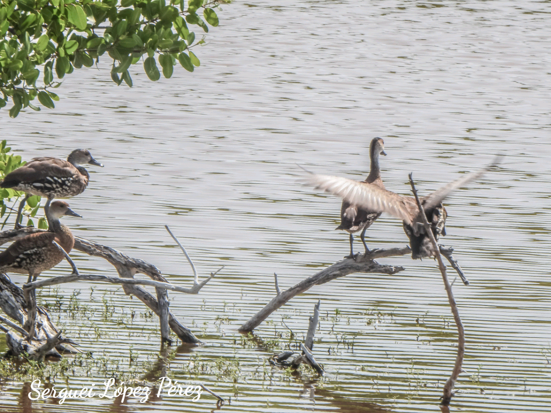West Indian Whistling-Duck - ML638395133