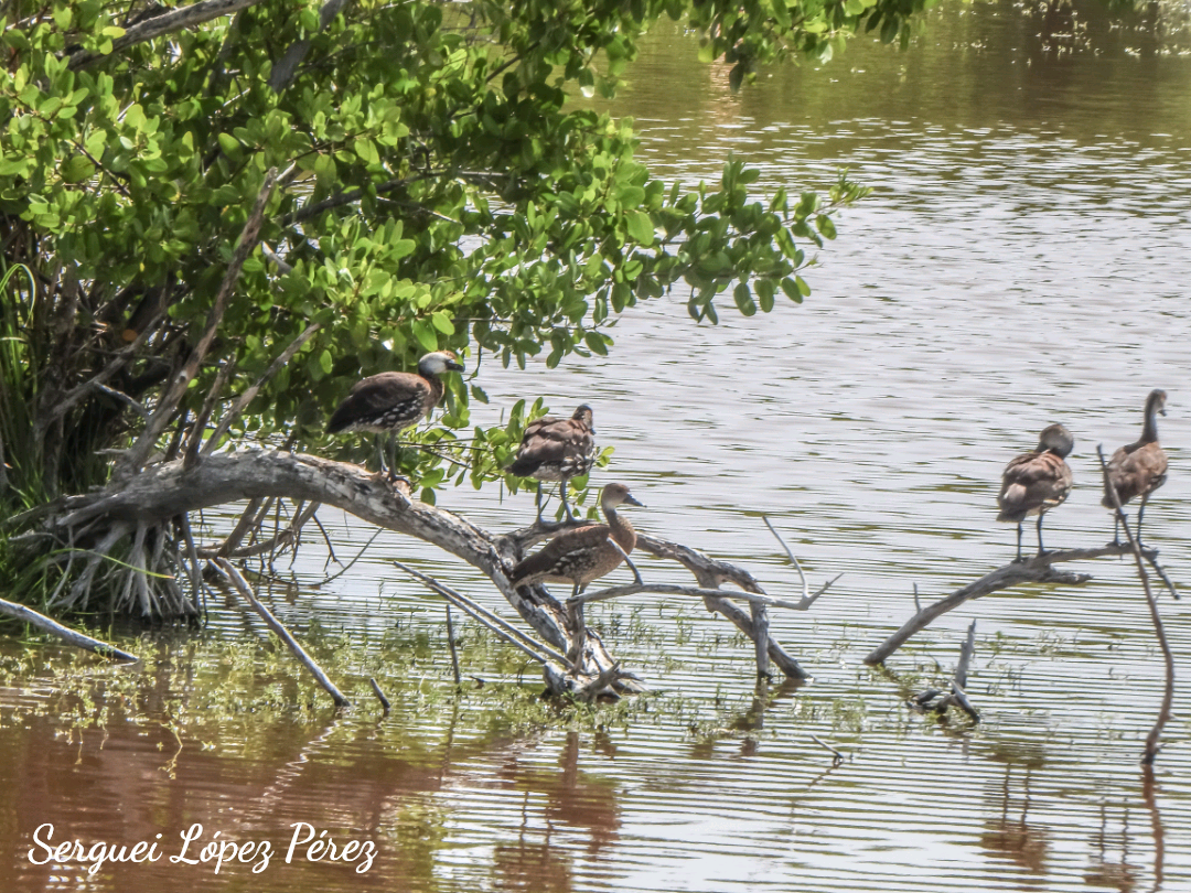West Indian Whistling-Duck - ML638395136