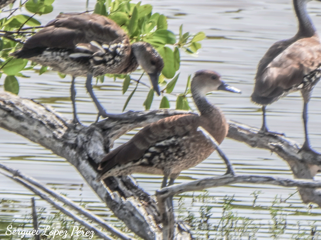 West Indian Whistling-Duck - ML638395141