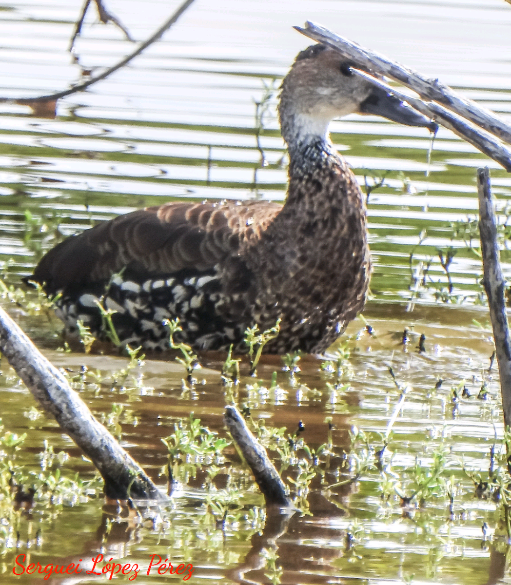 West Indian Whistling-Duck - ML638395154