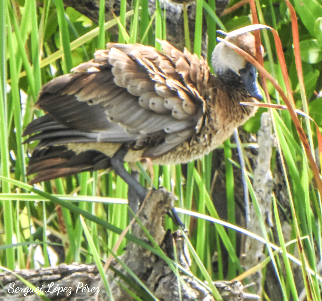 West Indian Whistling-Duck - ML638395156
