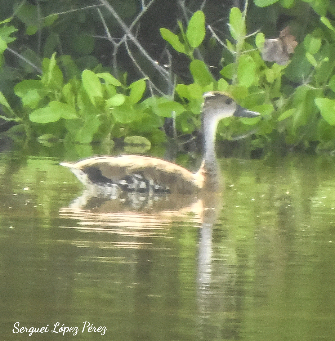 West Indian Whistling-Duck - ML638395170