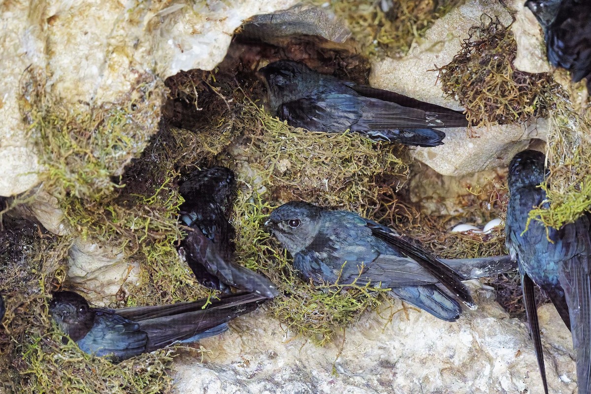 Plume-toed Swiftlet - ML638395172