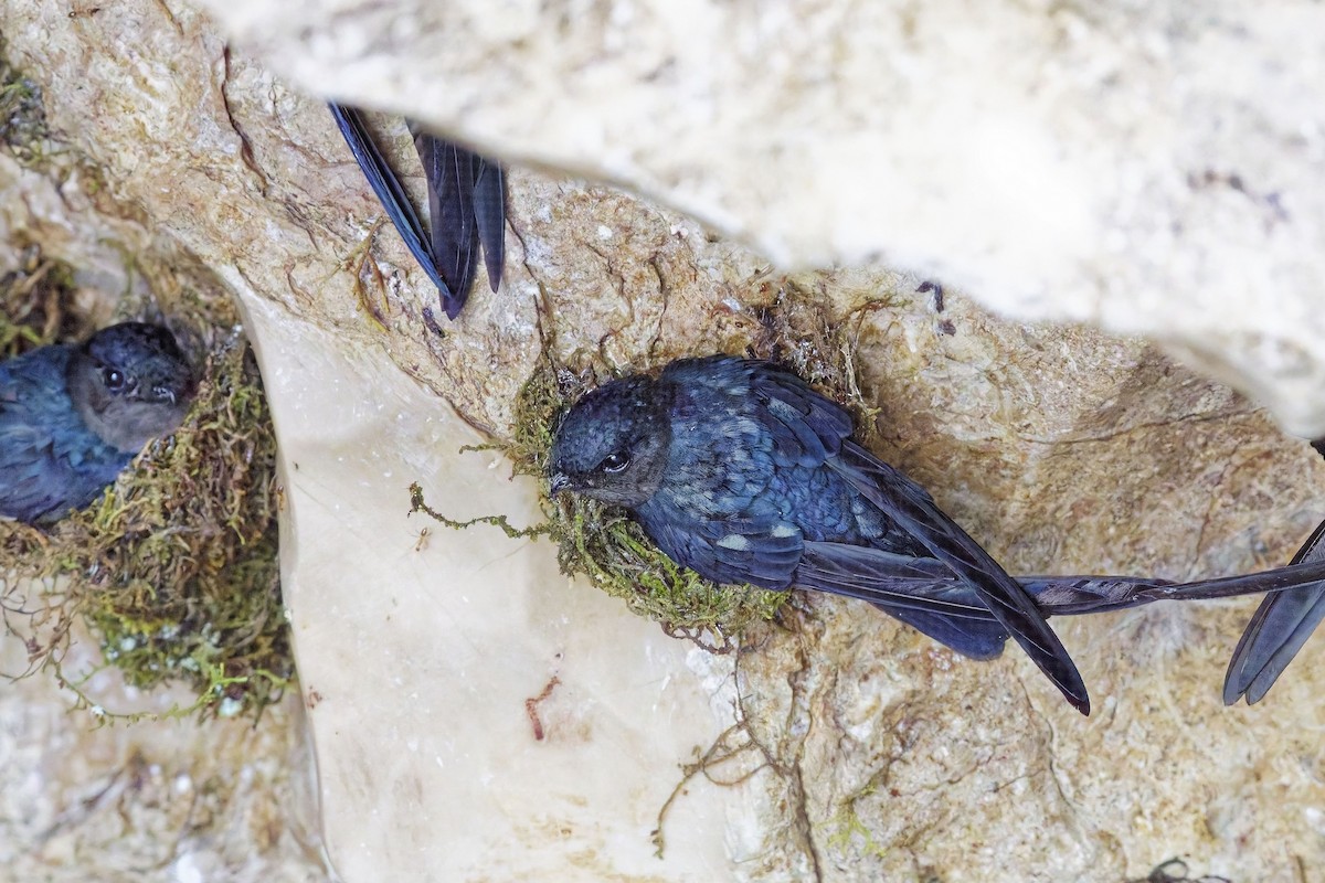 Plume-toed Swiftlet - ML638395176