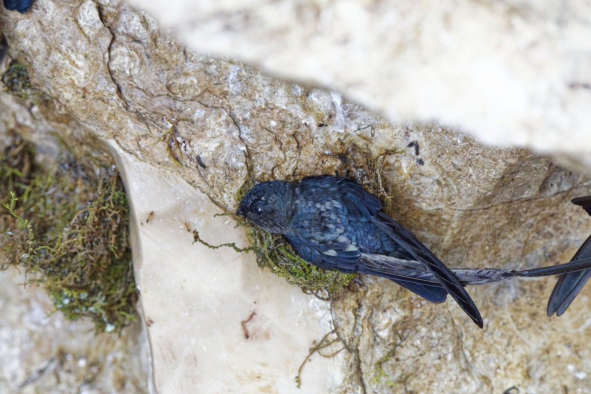 Plume-toed Swiftlet - ML638395179
