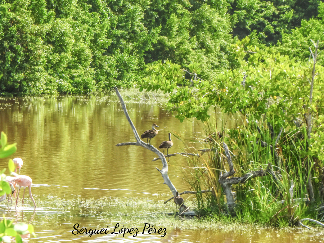 West Indian Whistling-Duck - ML638395183