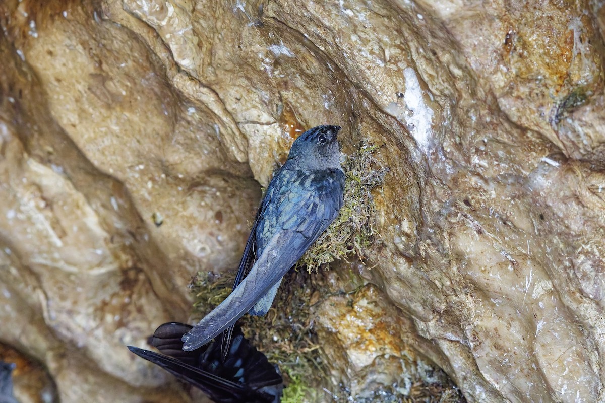 Plume-toed Swiftlet - ML638395184