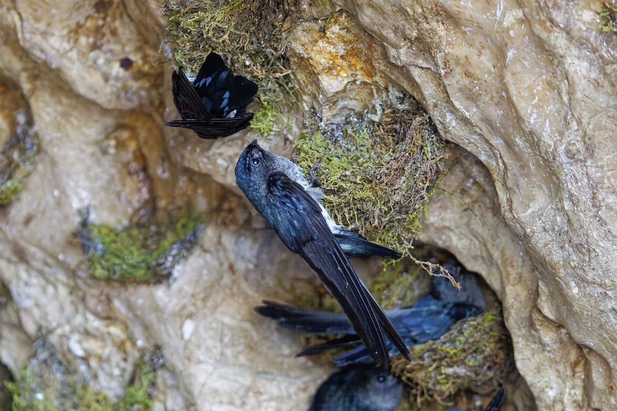 Plume-toed Swiftlet - ML638395185