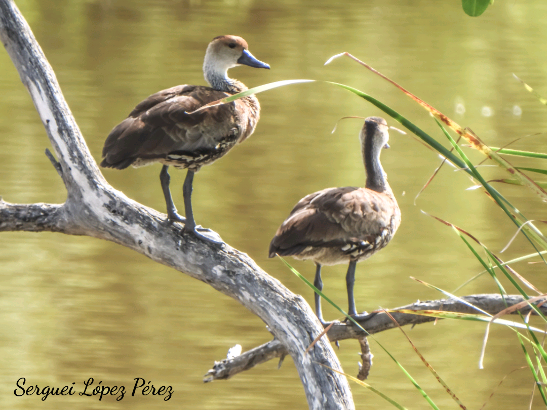 West Indian Whistling-Duck - ML638395190