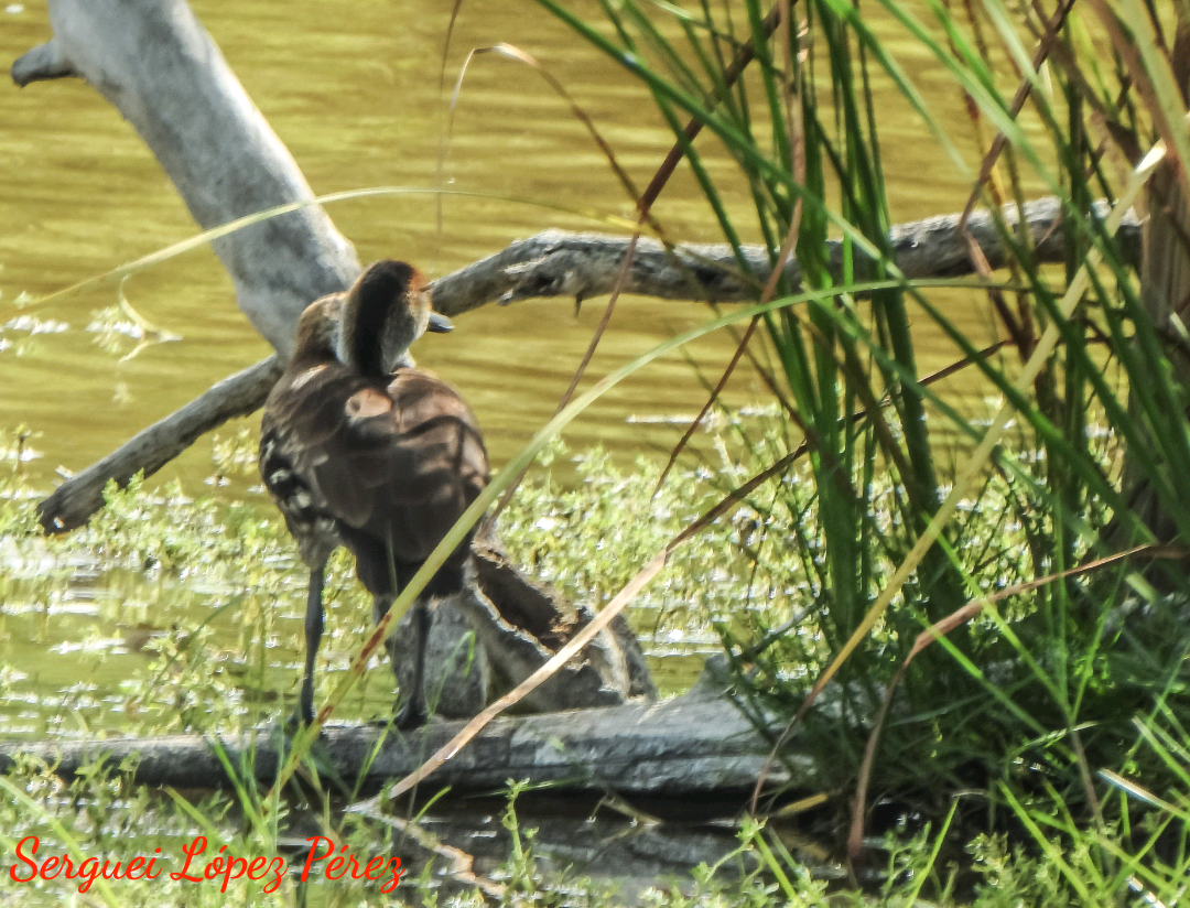 West Indian Whistling-Duck - ML638395197