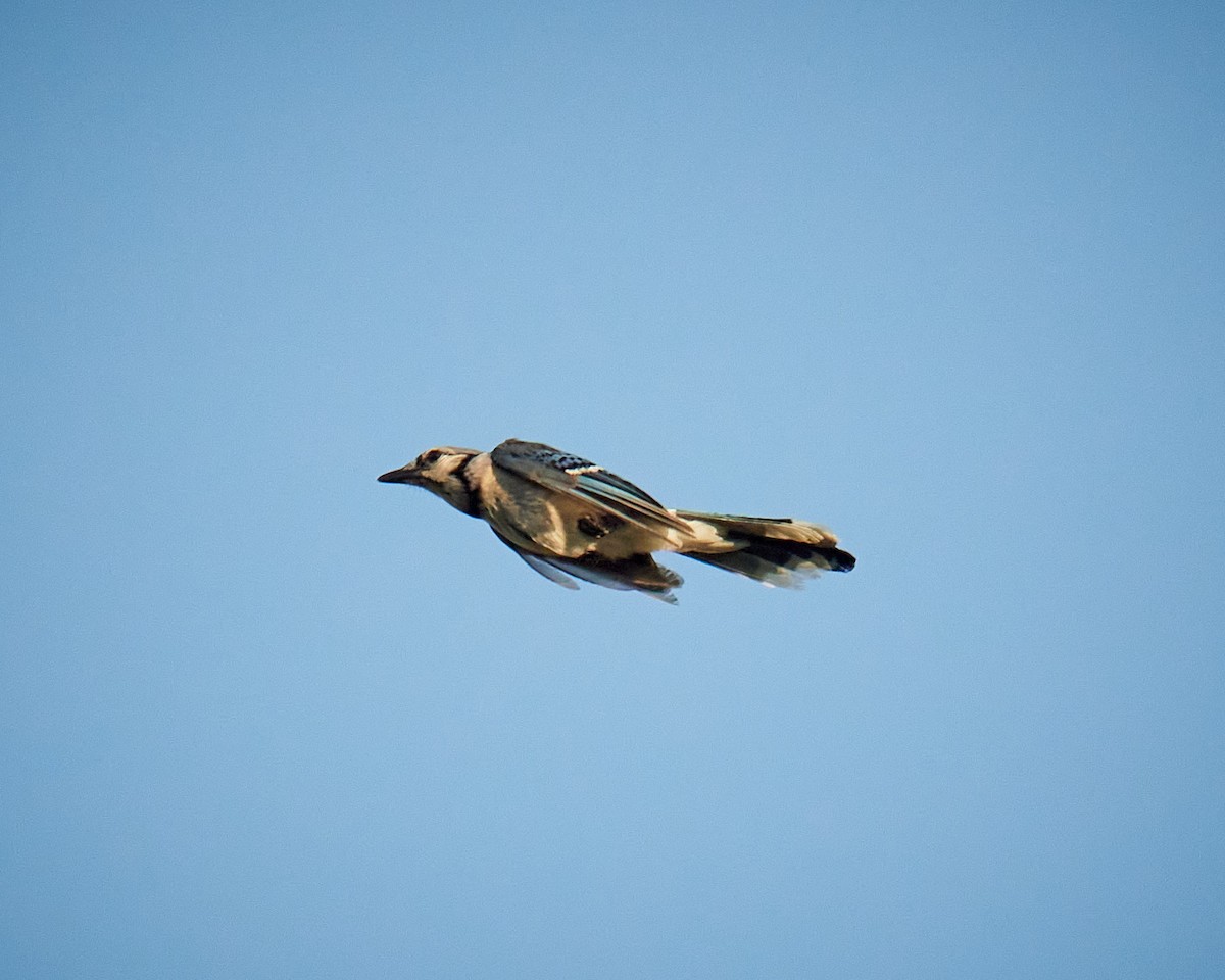 Blue Jay - ML638395208