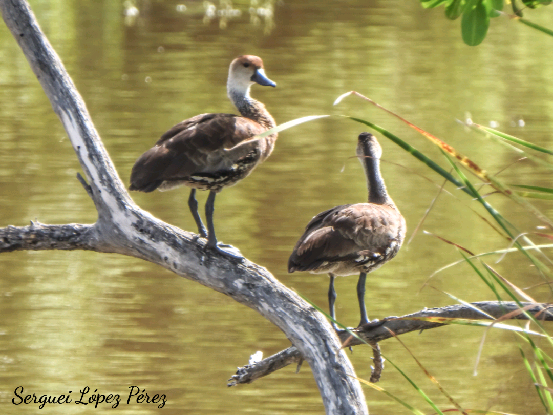West Indian Whistling-Duck - ML638395210