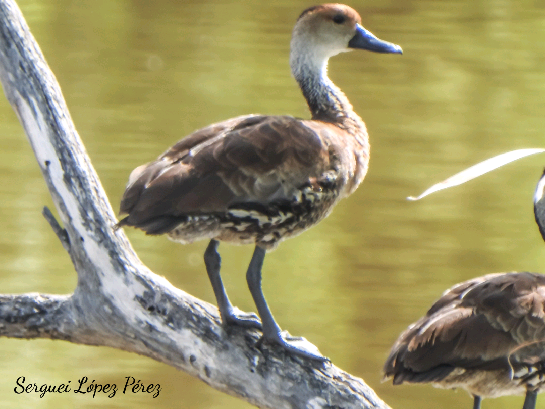 West Indian Whistling-Duck - ML638395212
