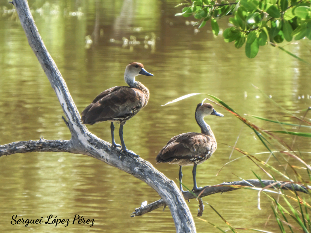 West Indian Whistling-Duck - ML638395218