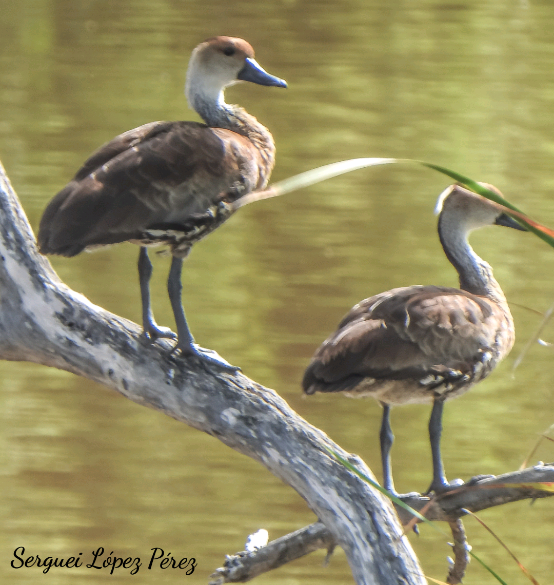 West Indian Whistling-Duck - ML638395219